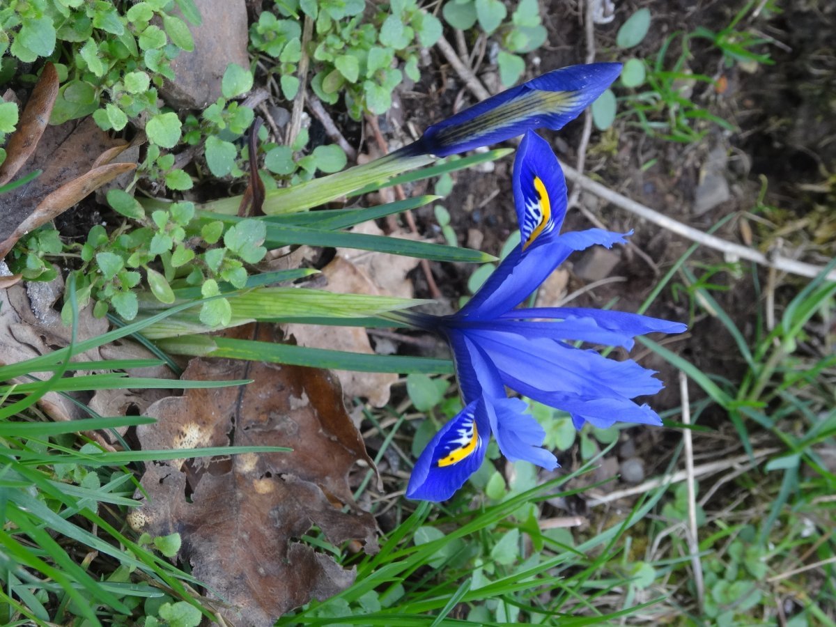 Ирис сетчатый Гармония - фото 3