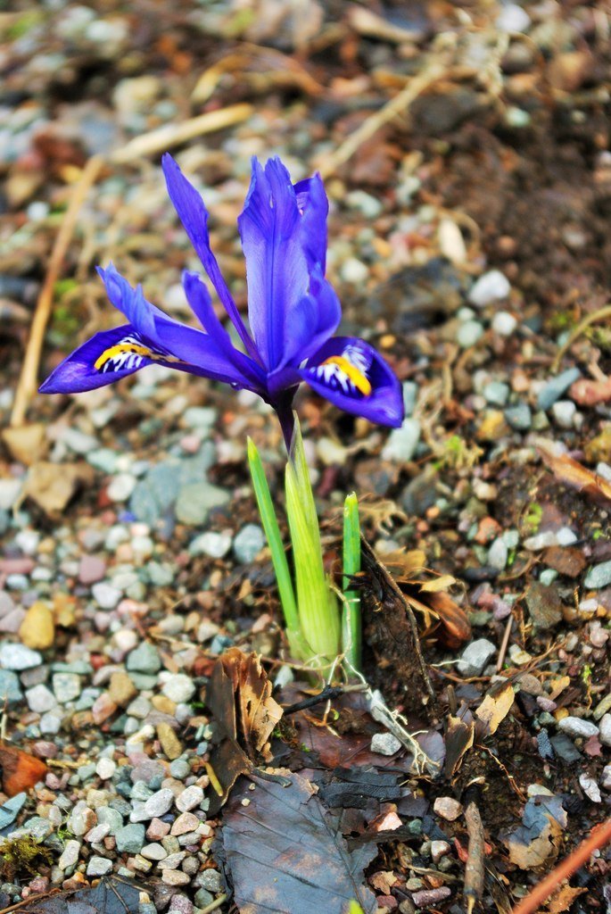Ирис сетчатый Гармония - фото 2
