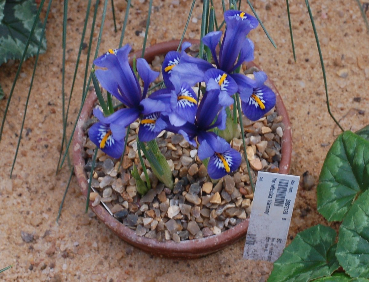 Ирис сетчатый Гармония - фото 4