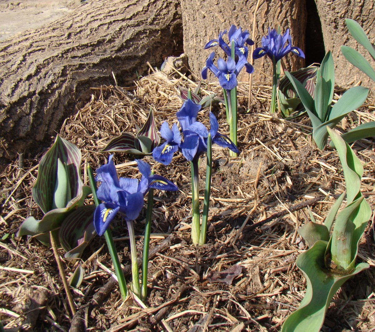 Ирис сетчатый Гармония - фото 9