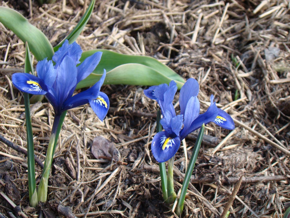 Ирис сетчатый Гармония - фото 8