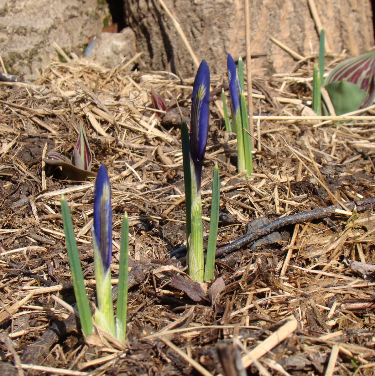 Ирис сетчатый Гармония - фото 5