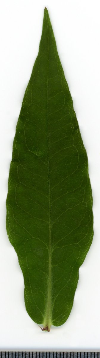 Флокс метельчатый - фото 4