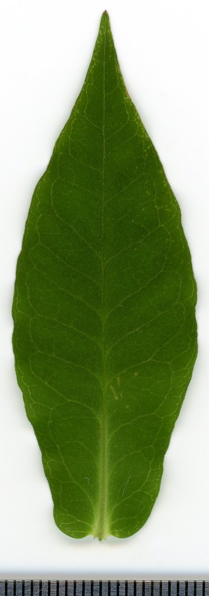 Флокс метельчатый - фото 6