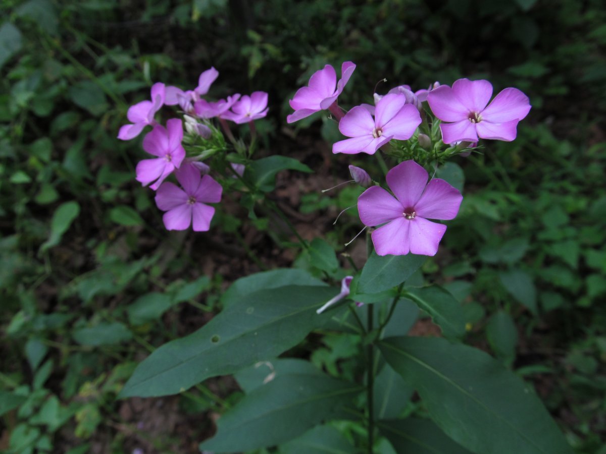 Флокс метельчатый - фото 8