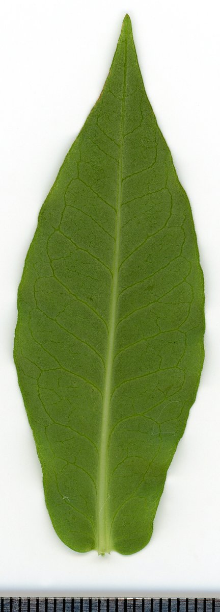 Флокс метельчатый - фото 7