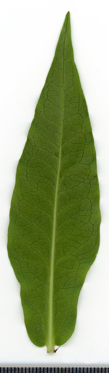 Флокс метельчатый - фото 5