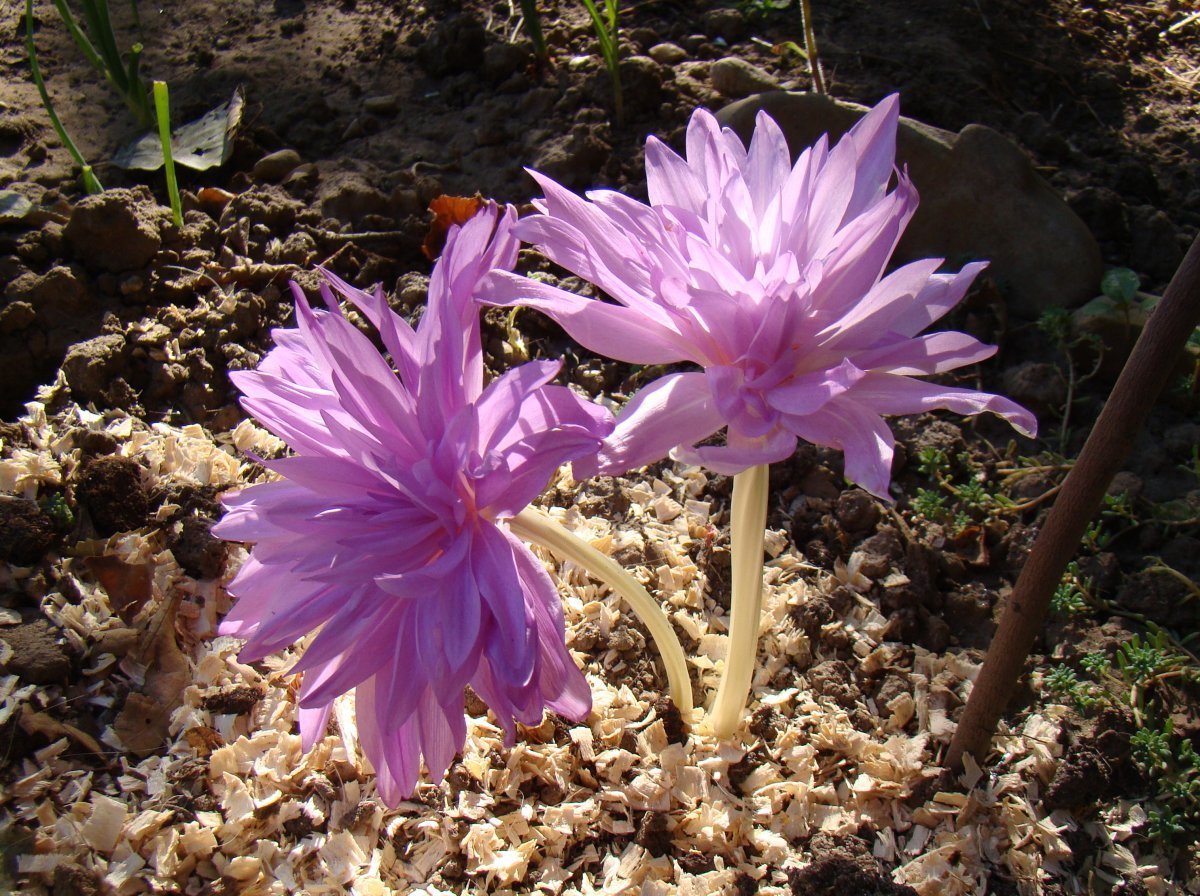 Колхикум Вотерлили - фото 4