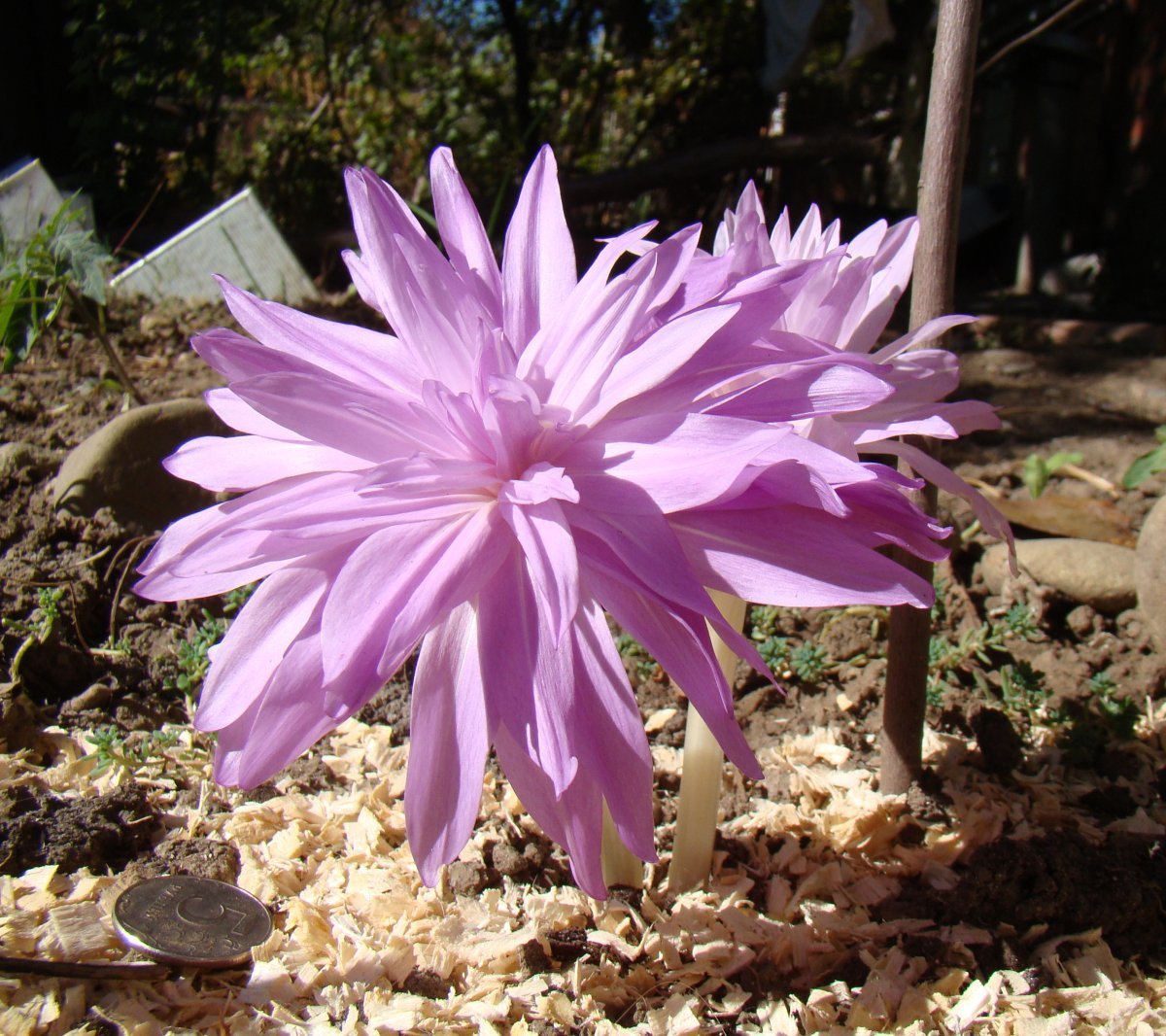 Колхикум Вотерлили - фото 2