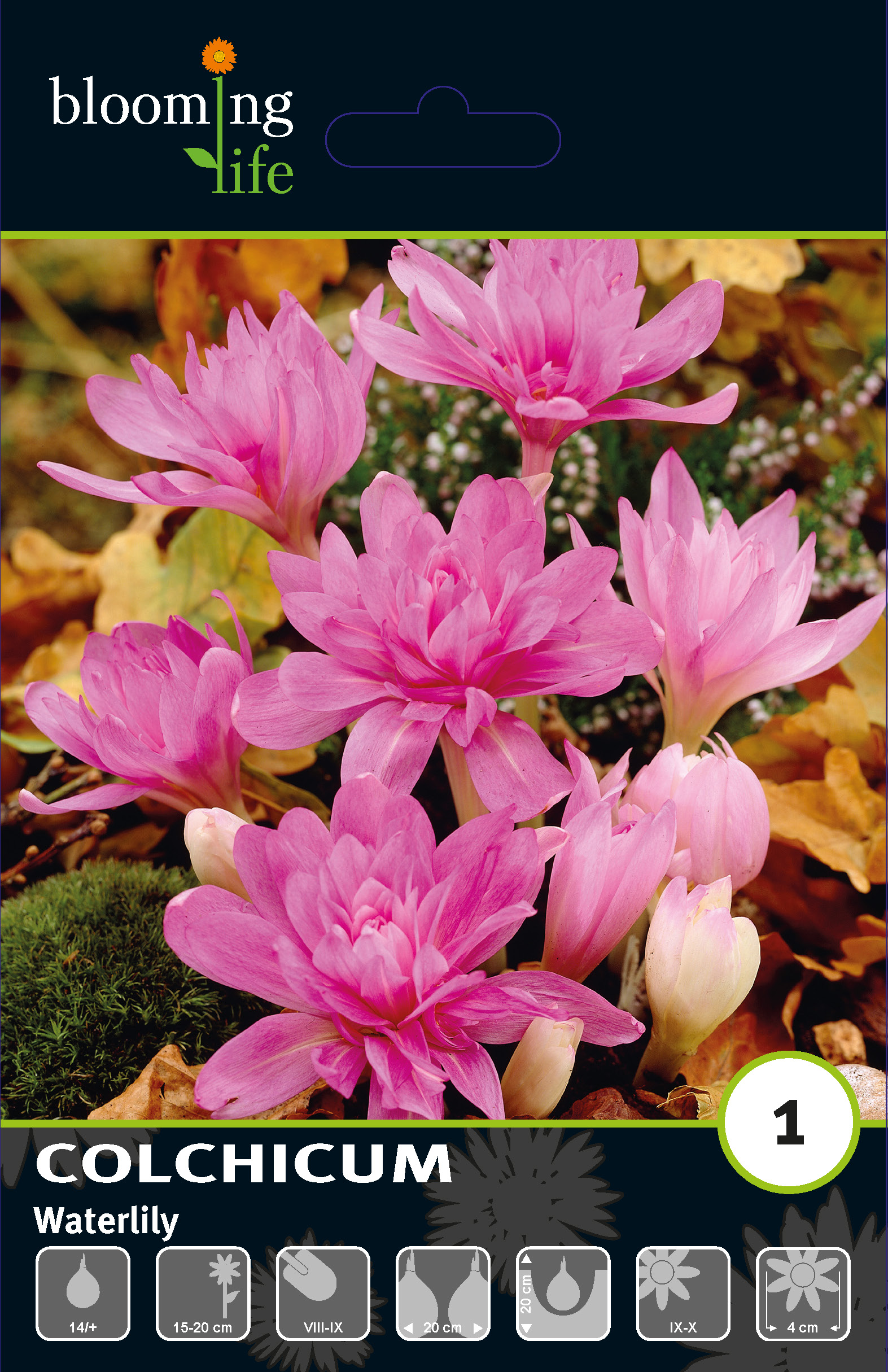 Колхикум Вотерлили