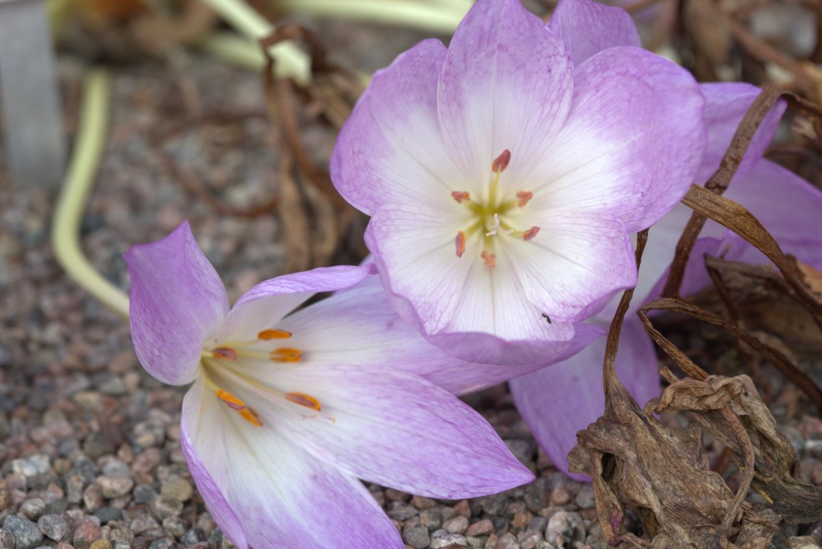 Колхикум Зе Гиант - фото 8