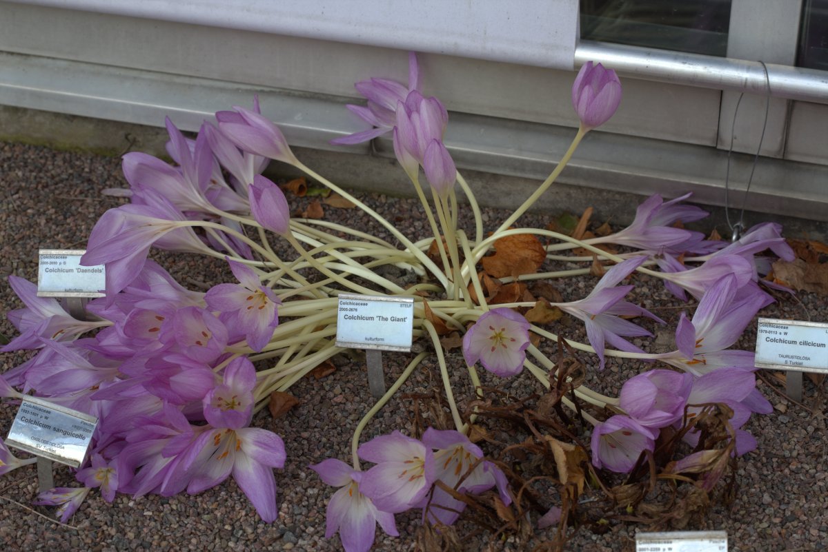 Колхикум Зе Гиант - фото 7