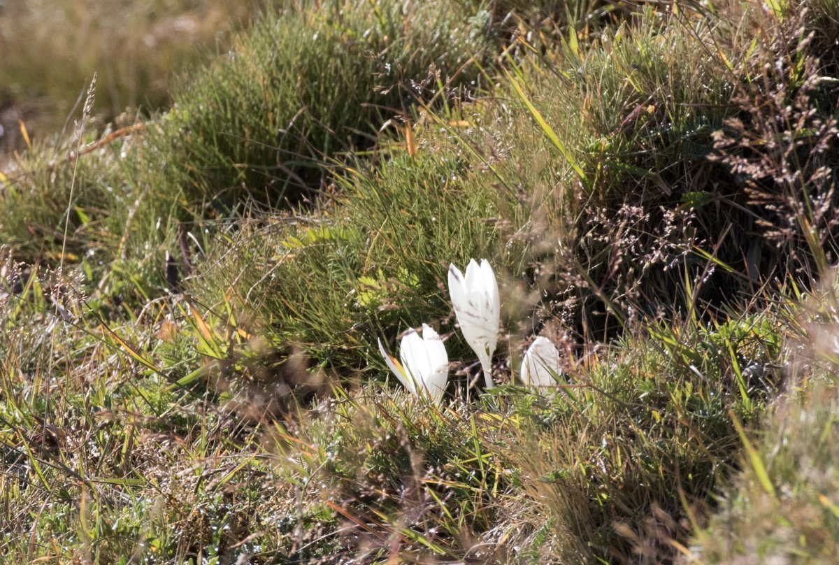 Колхикум Зе Гиант - фото 5