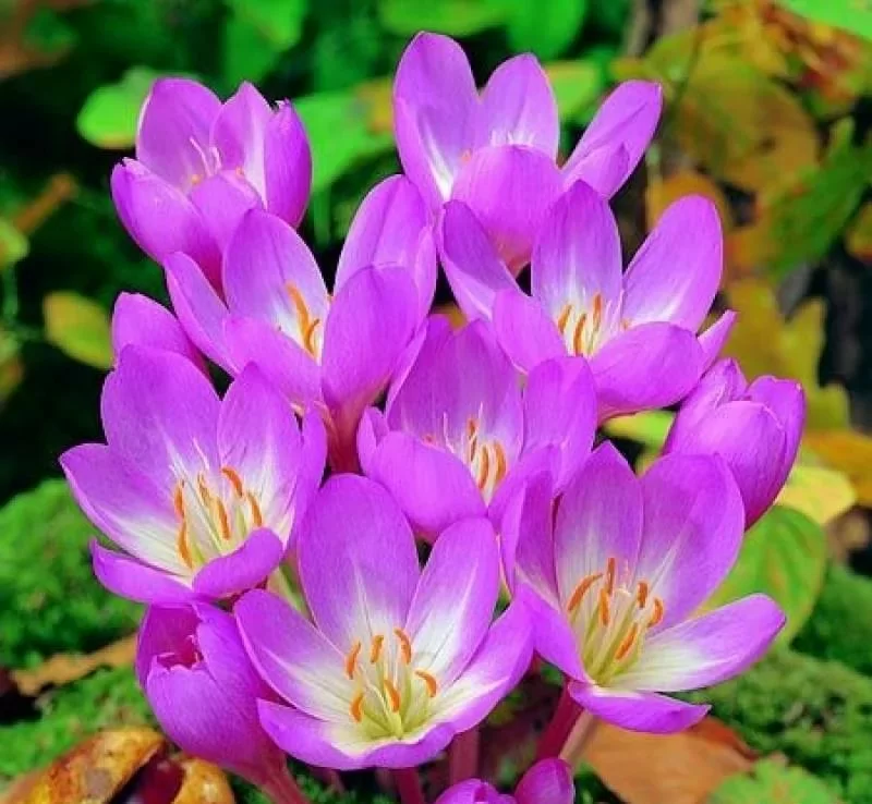 Колхикум Зе Гиант