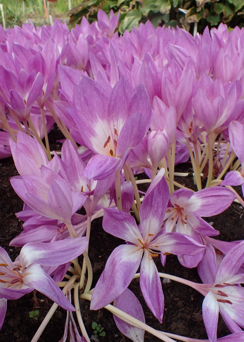 Колхикум Зе Гиант - фото 11