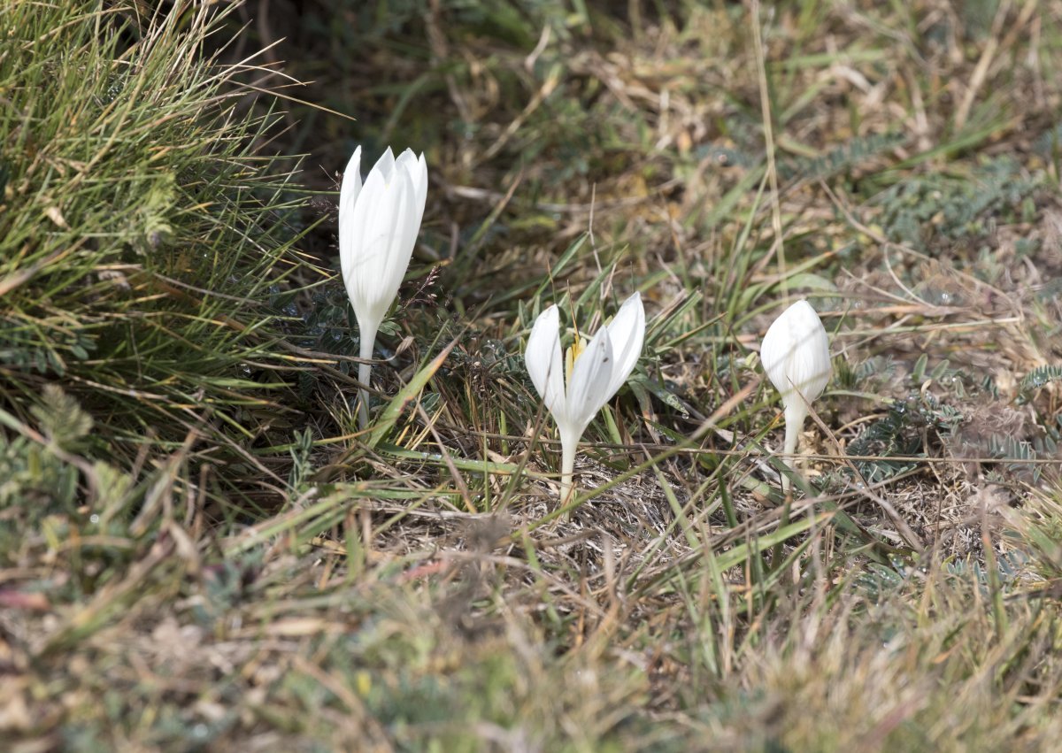 Колхикум Зе Гиант - фото 3
