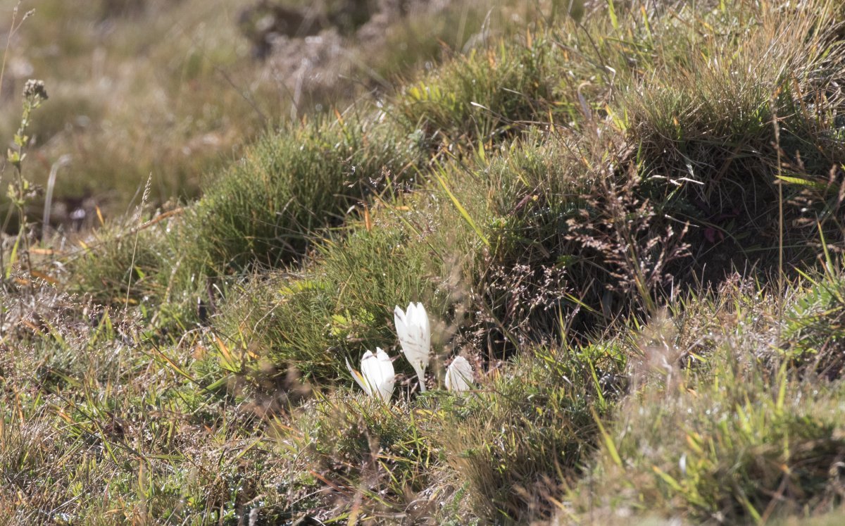 Колхикум Зе Гиант - фото 4