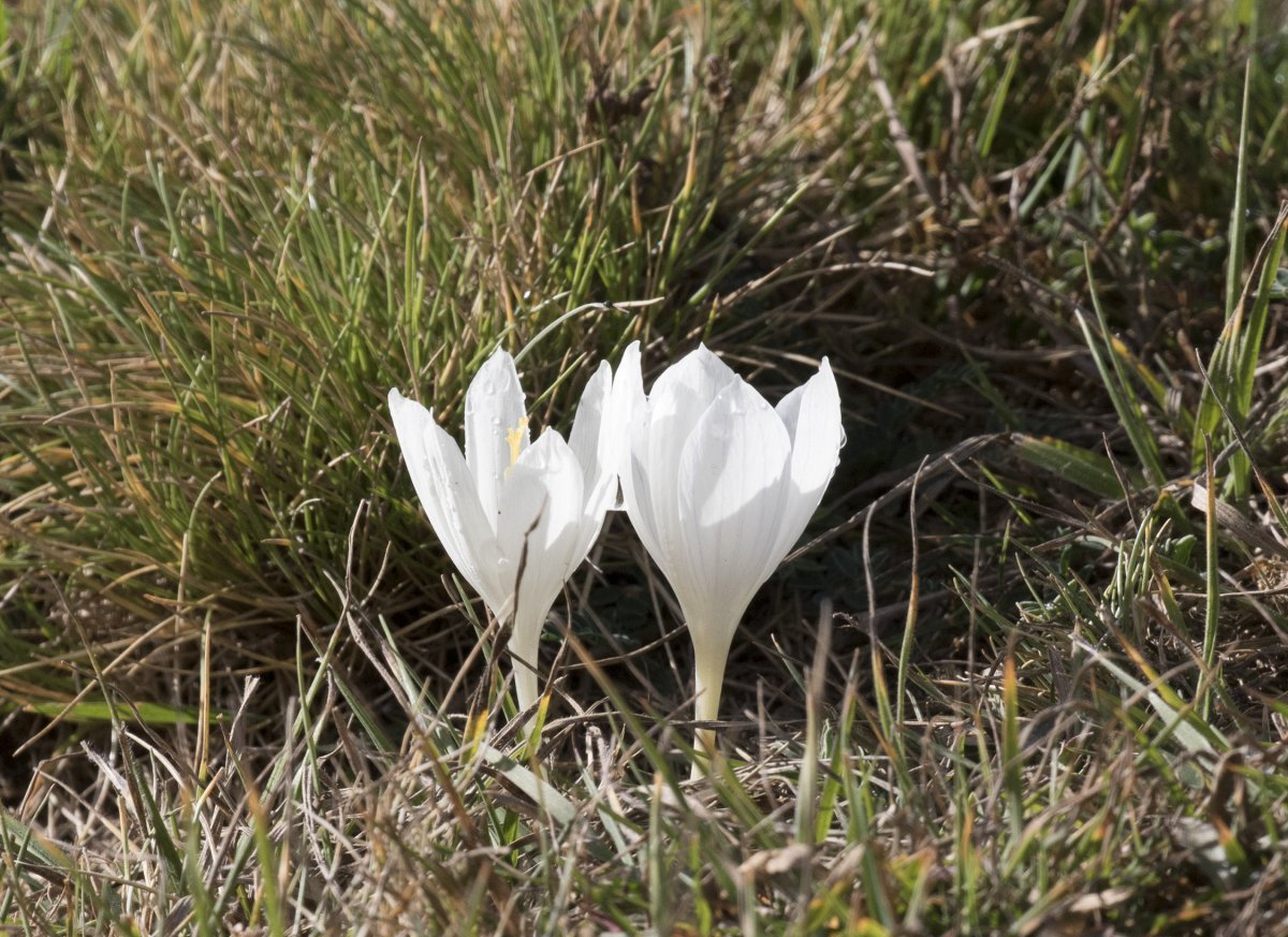 Колхикум Зе Гиант - фото 6