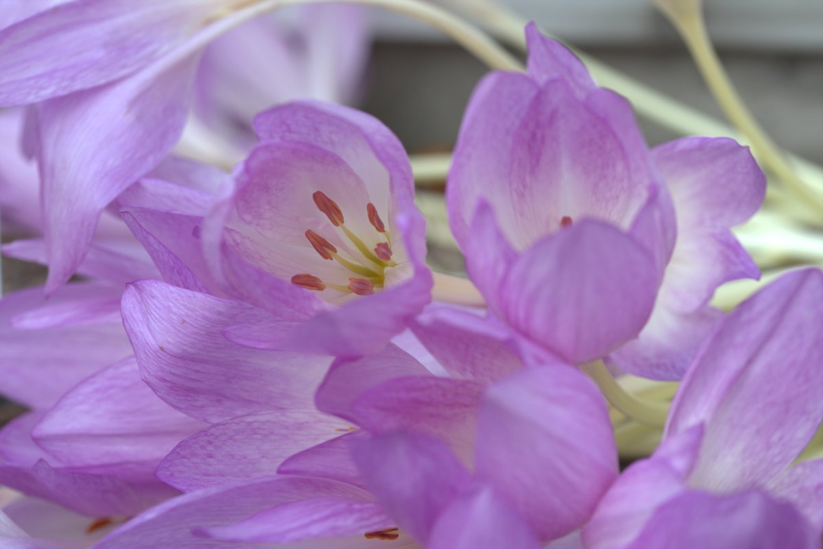 Колхикум Зе Гиант - фото 9