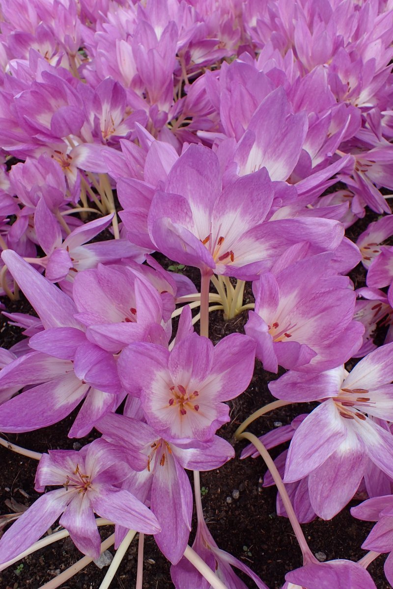 Колхикум Зе Гиант - фото 10