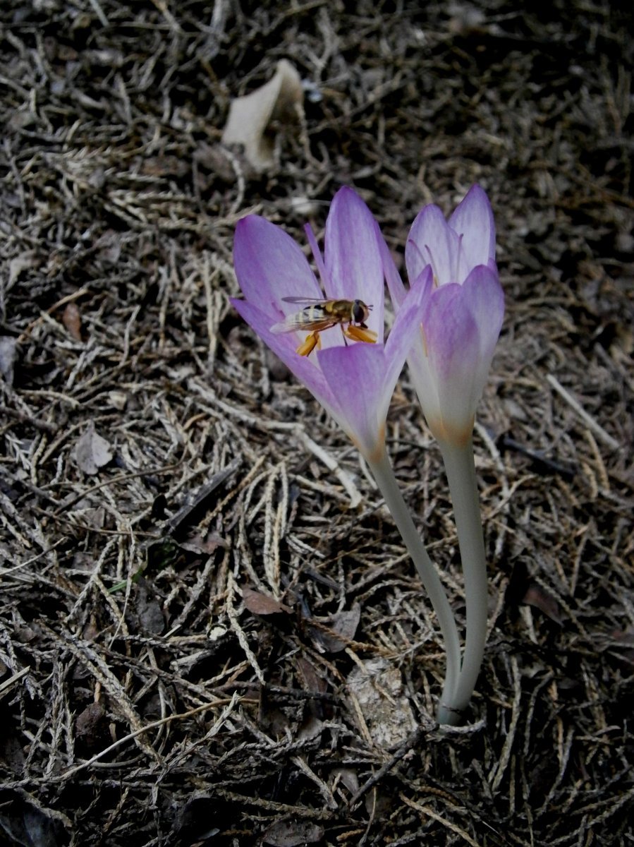 Колхикум киликийский розовый - фото 5