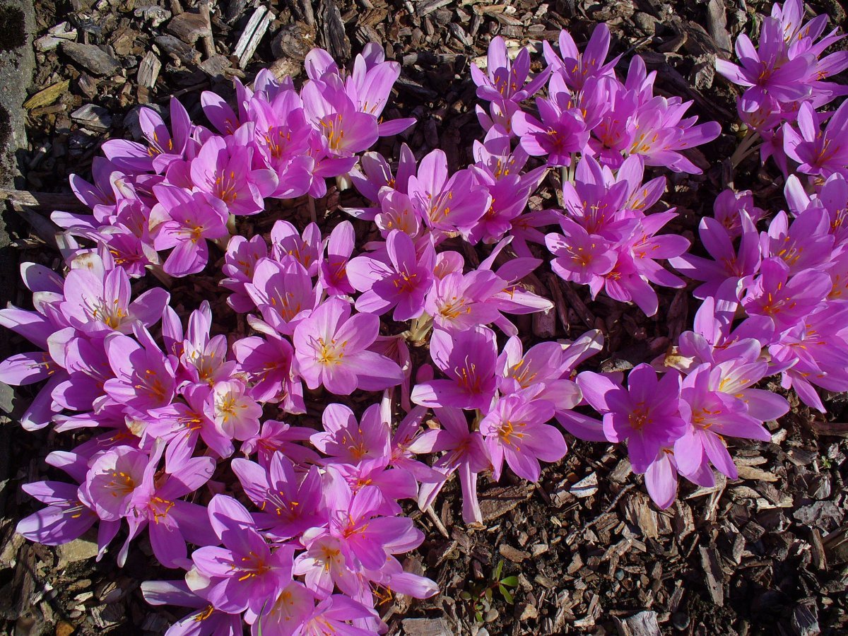 Колхикум киликийский розовый - фото 4