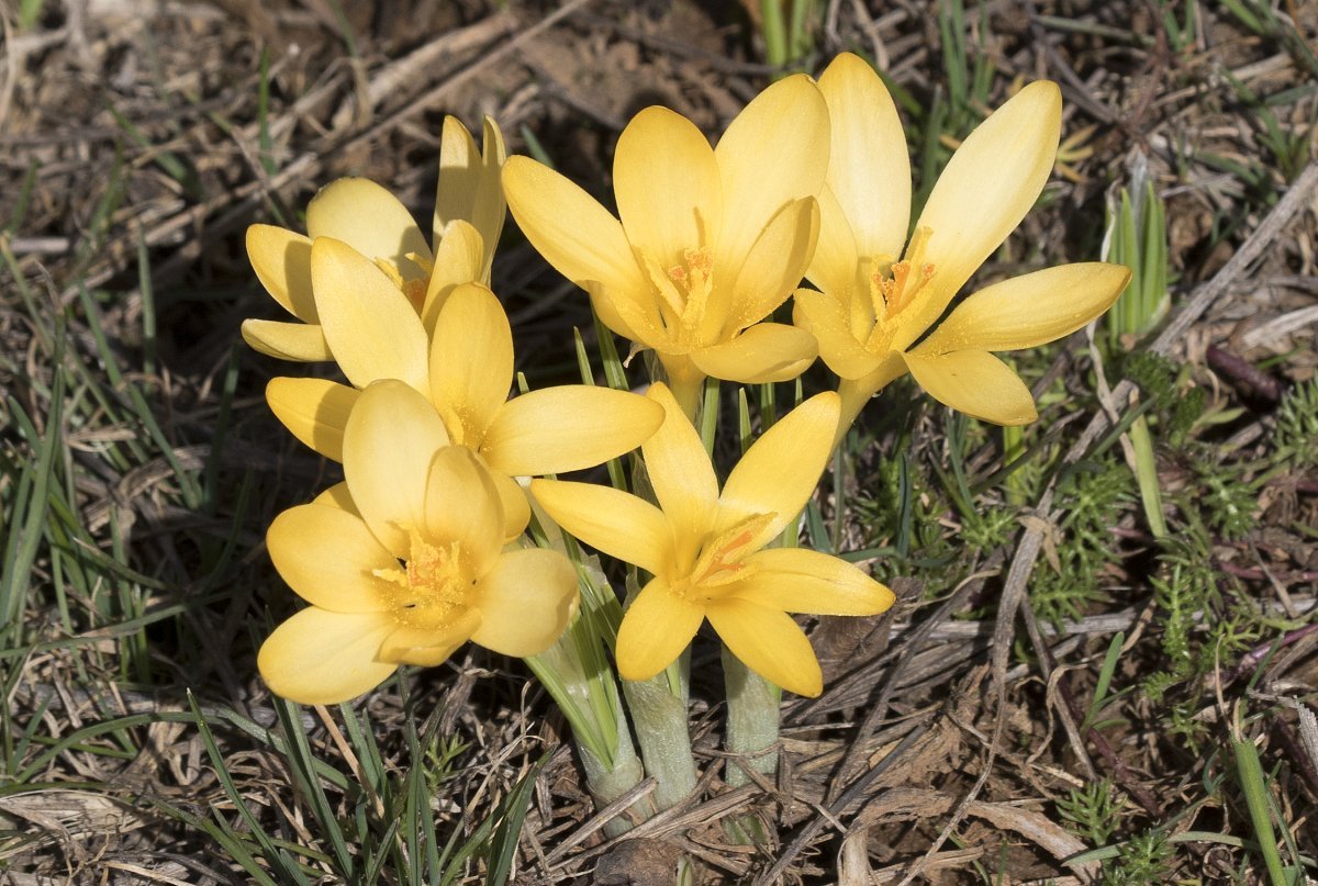 Крокус ботанический Голден Йеллоу - фото 4