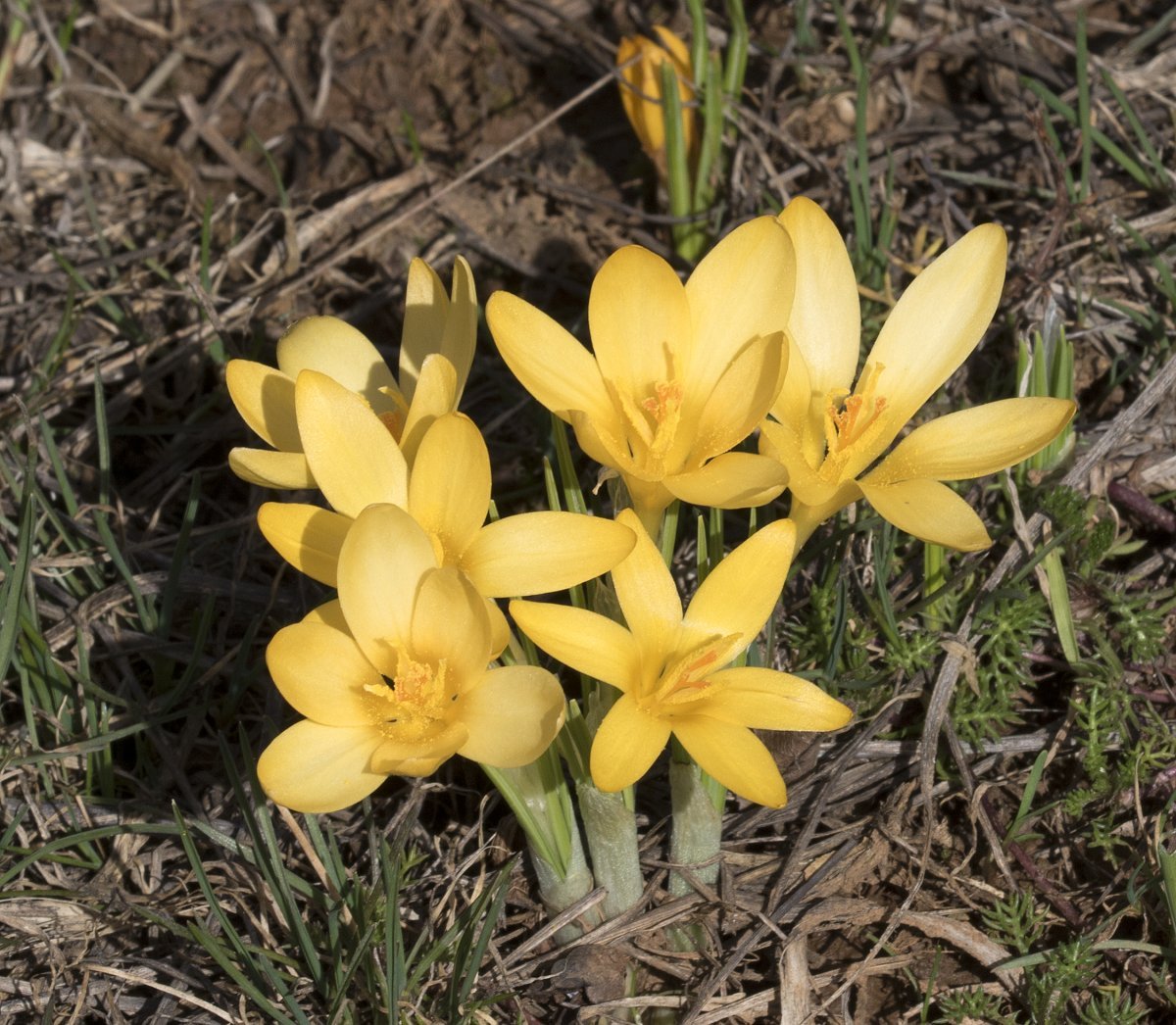 Крокус ботанический Голден Йеллоу - фото 3