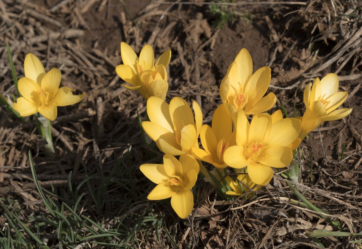 Крокус ботанический Голден Йеллоу - фото 7