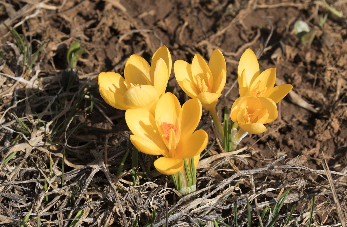 Крокус ботанический Голден Йеллоу - фото 8
