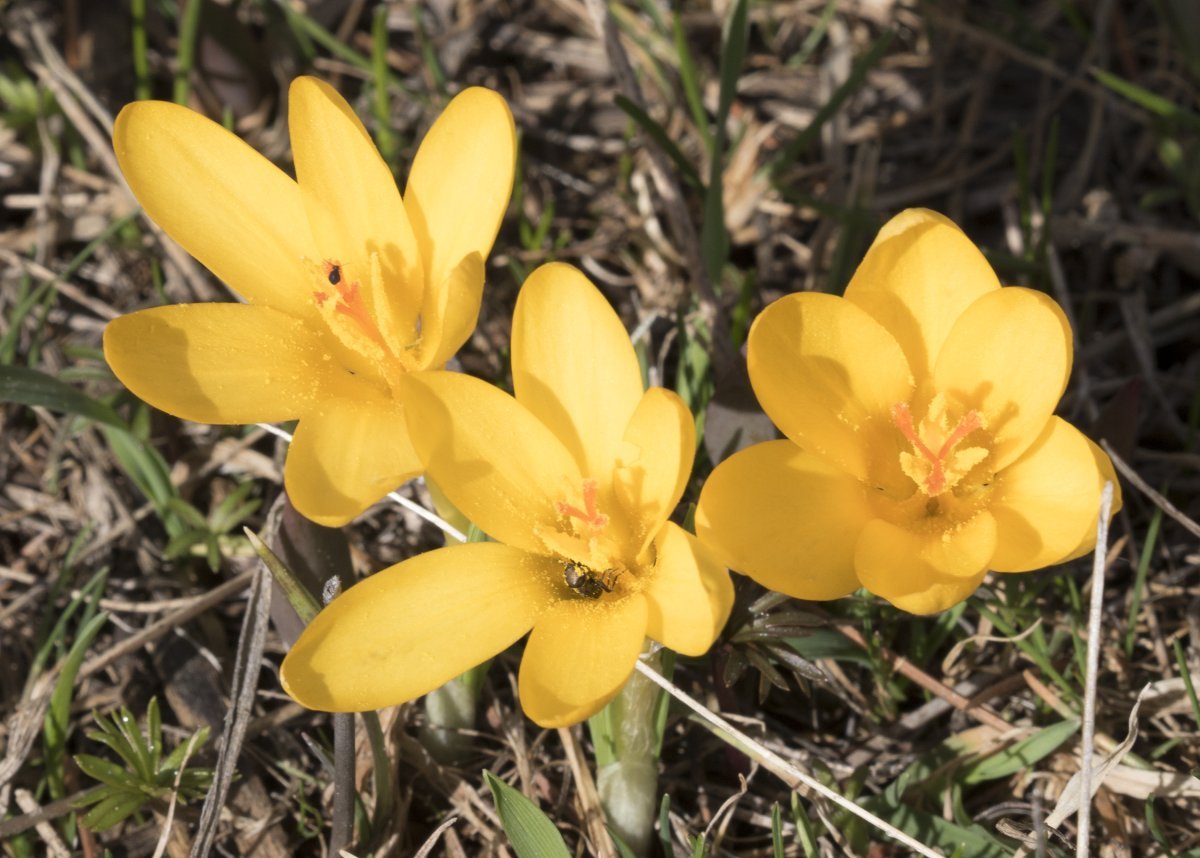 Крокус ботанический Голден Йеллоу - фото 6