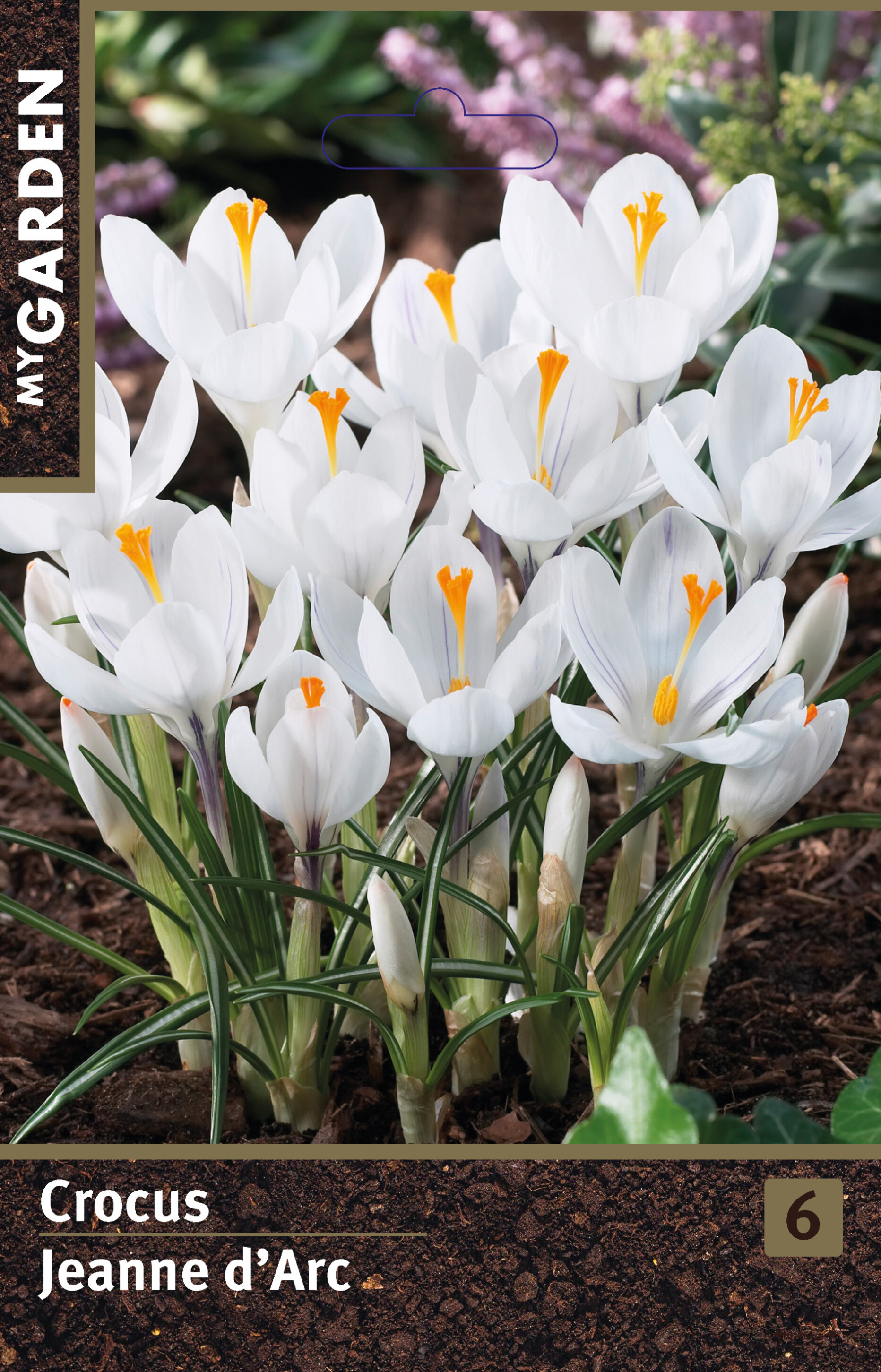 Крокус весенний Жанна Д'арк