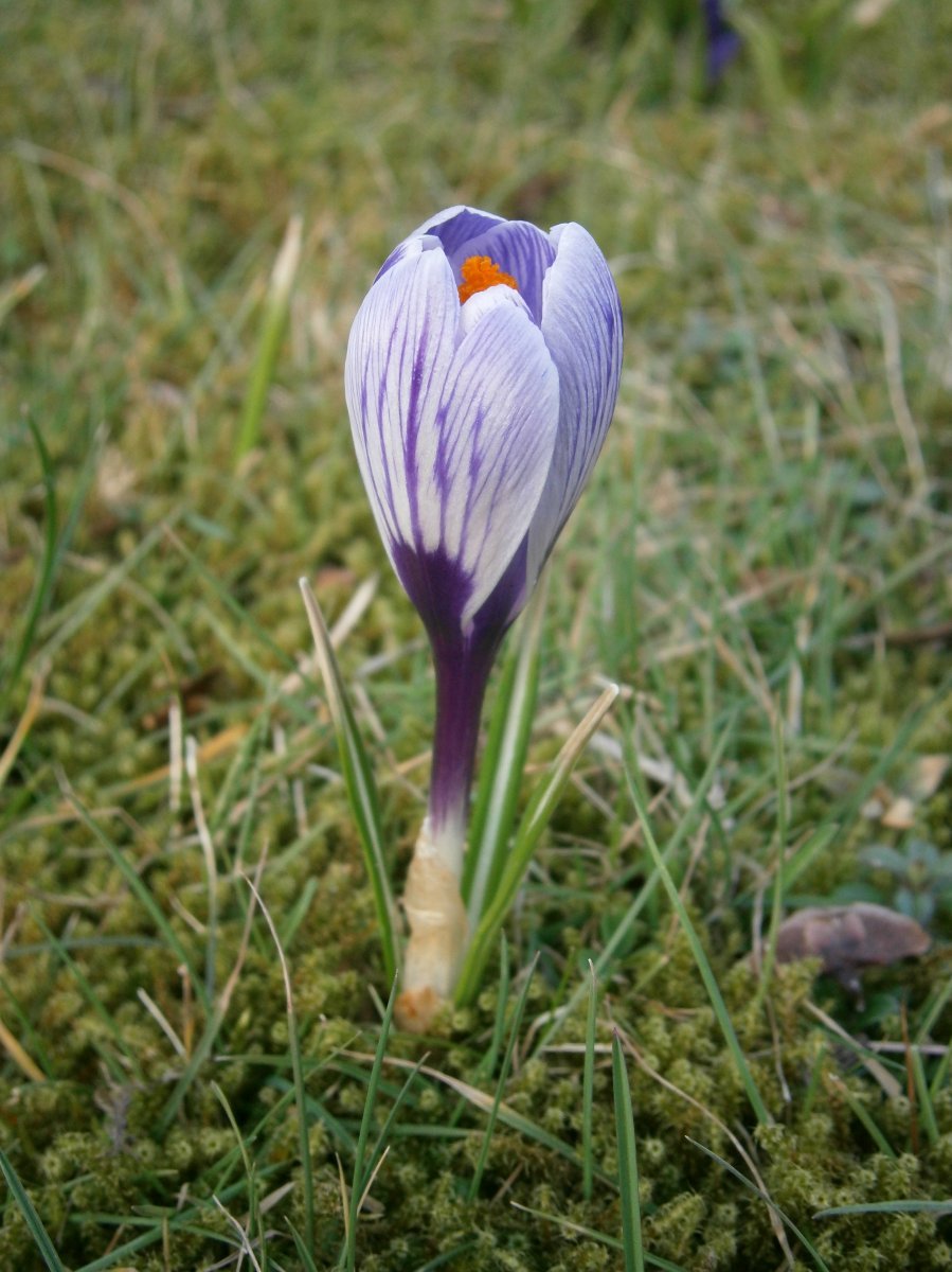 Крокус весенний Пиквик - фото 5