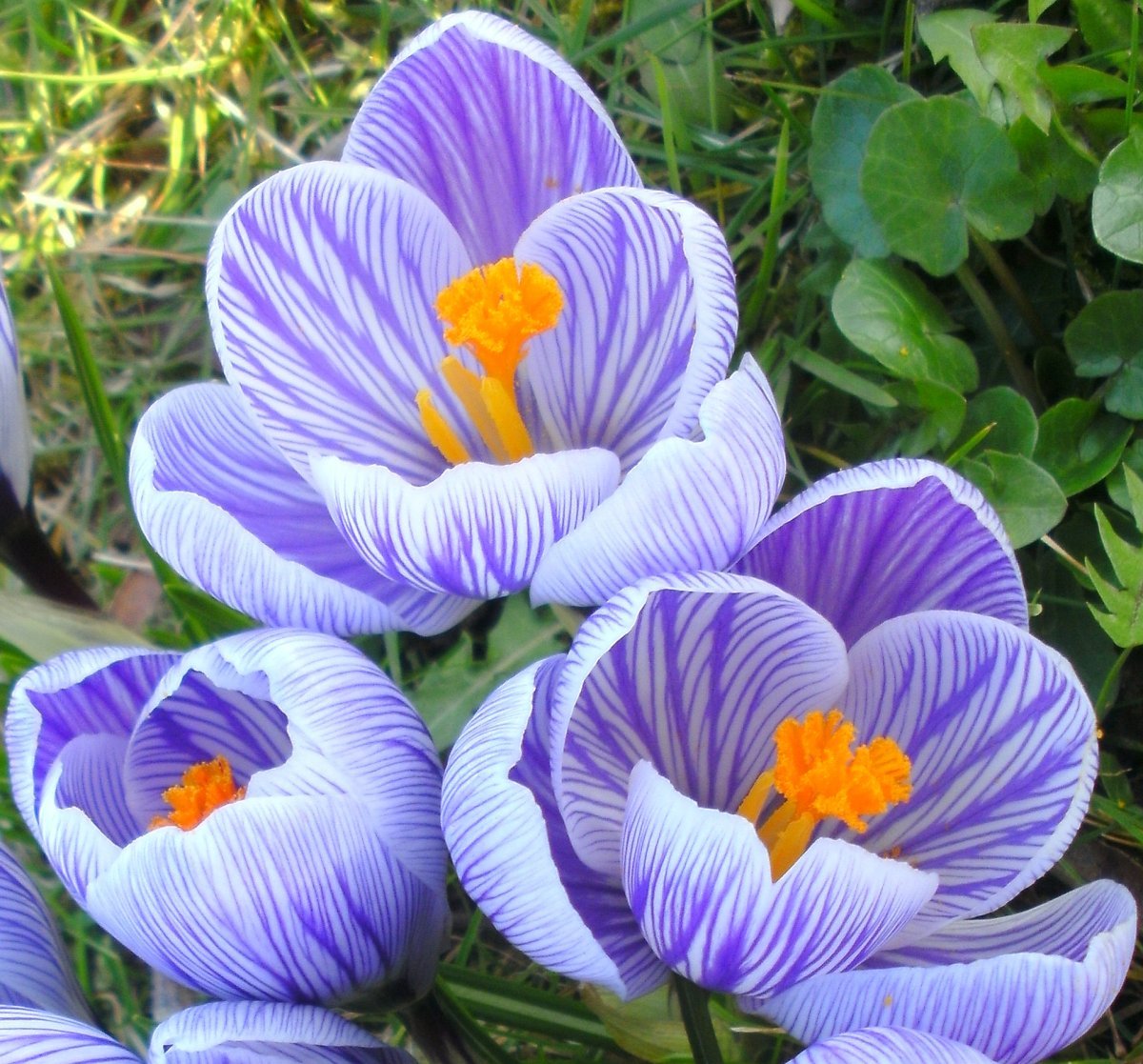 Крокус весенний Пиквик - фото 7