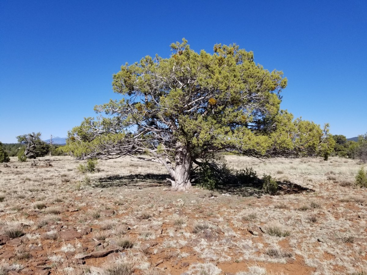 Можжевельник скальный - фото 3