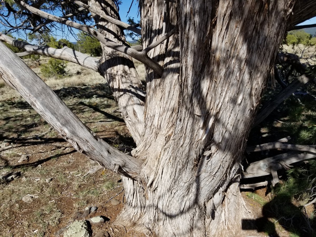 Можжевельник скальный - фото 4