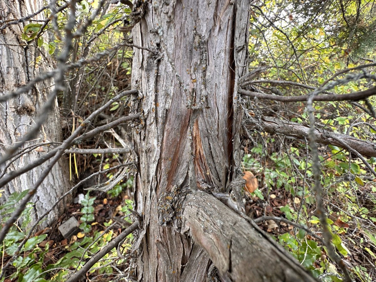 Можжевельник скальный - фото 7