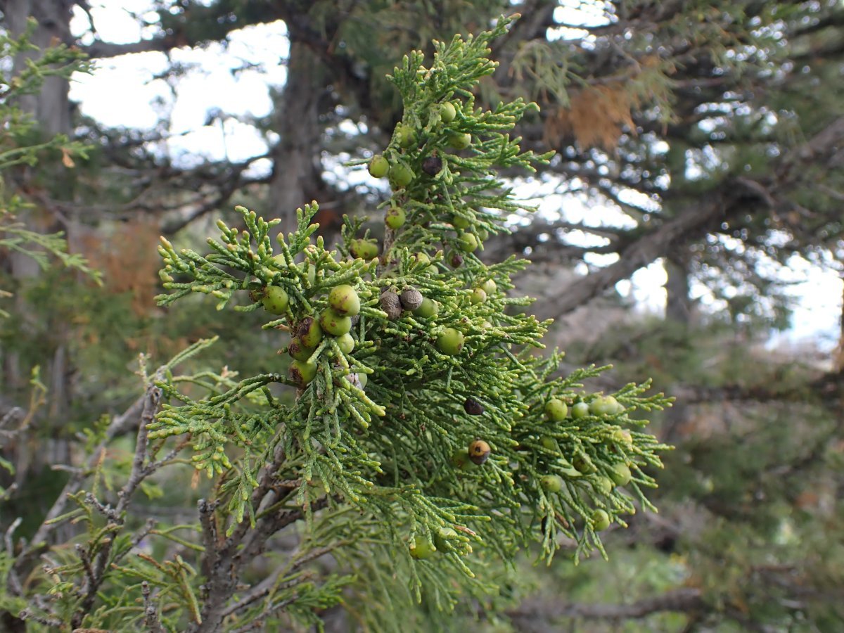Можжевельник скальный - фото 11