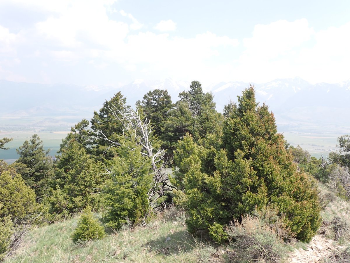 Можжевельник скальный - фото 9