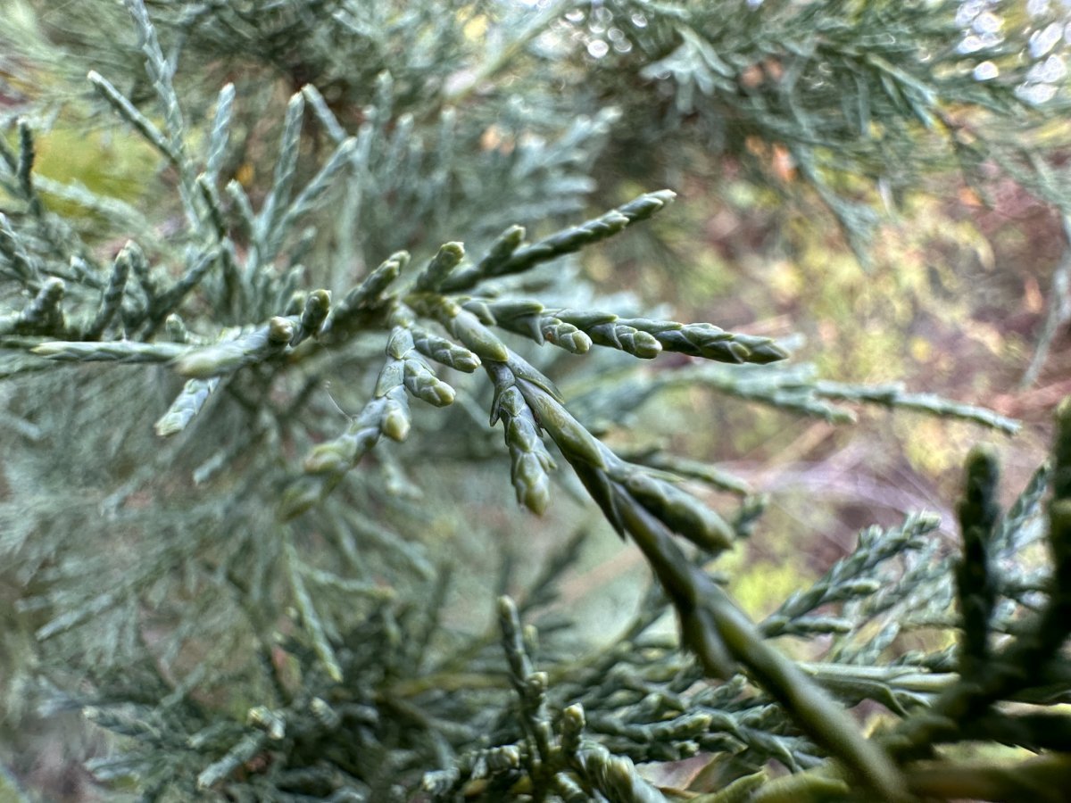 Можжевельник скальный - фото 6