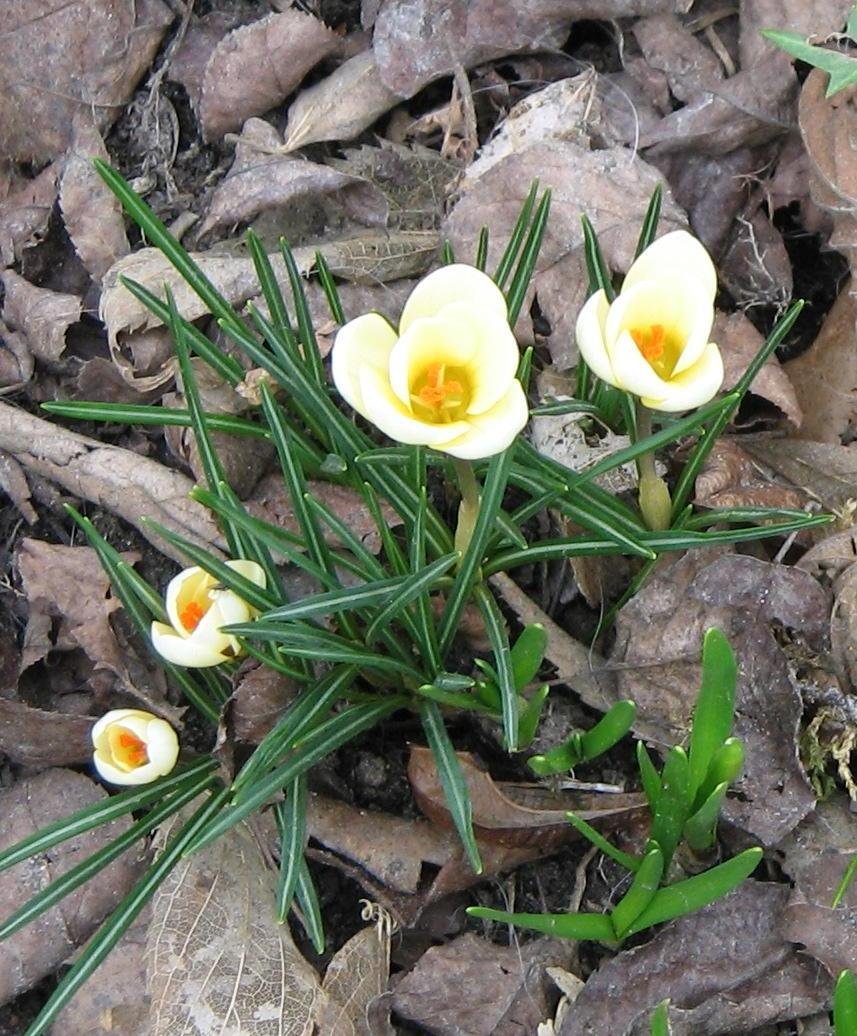 Крокус золотистый Крим Бьюти - фото 3