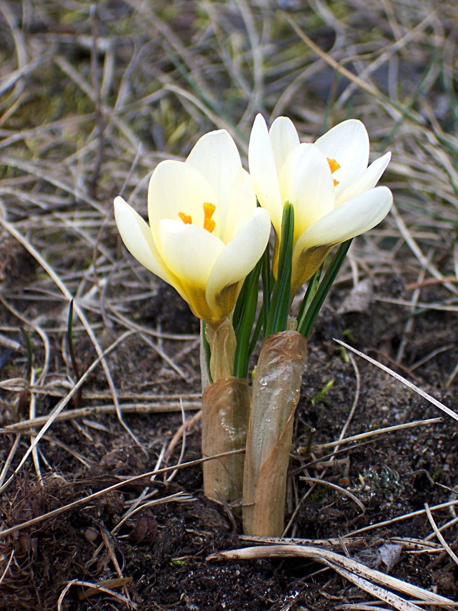 Крокус золотистый Крим Бьюти - фото 2