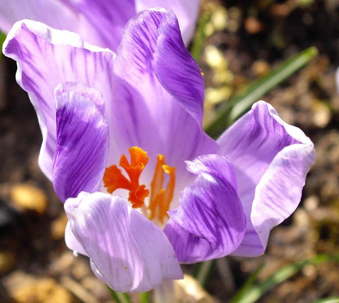 Крокус крупноцветковый Вангуард - фото 4