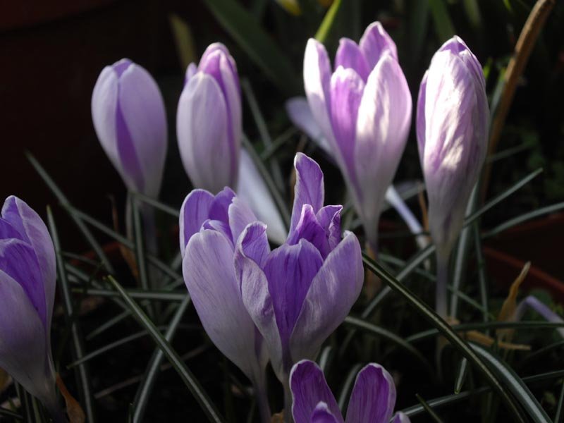 Крокус крупноцветковый Вангуард - фото 2