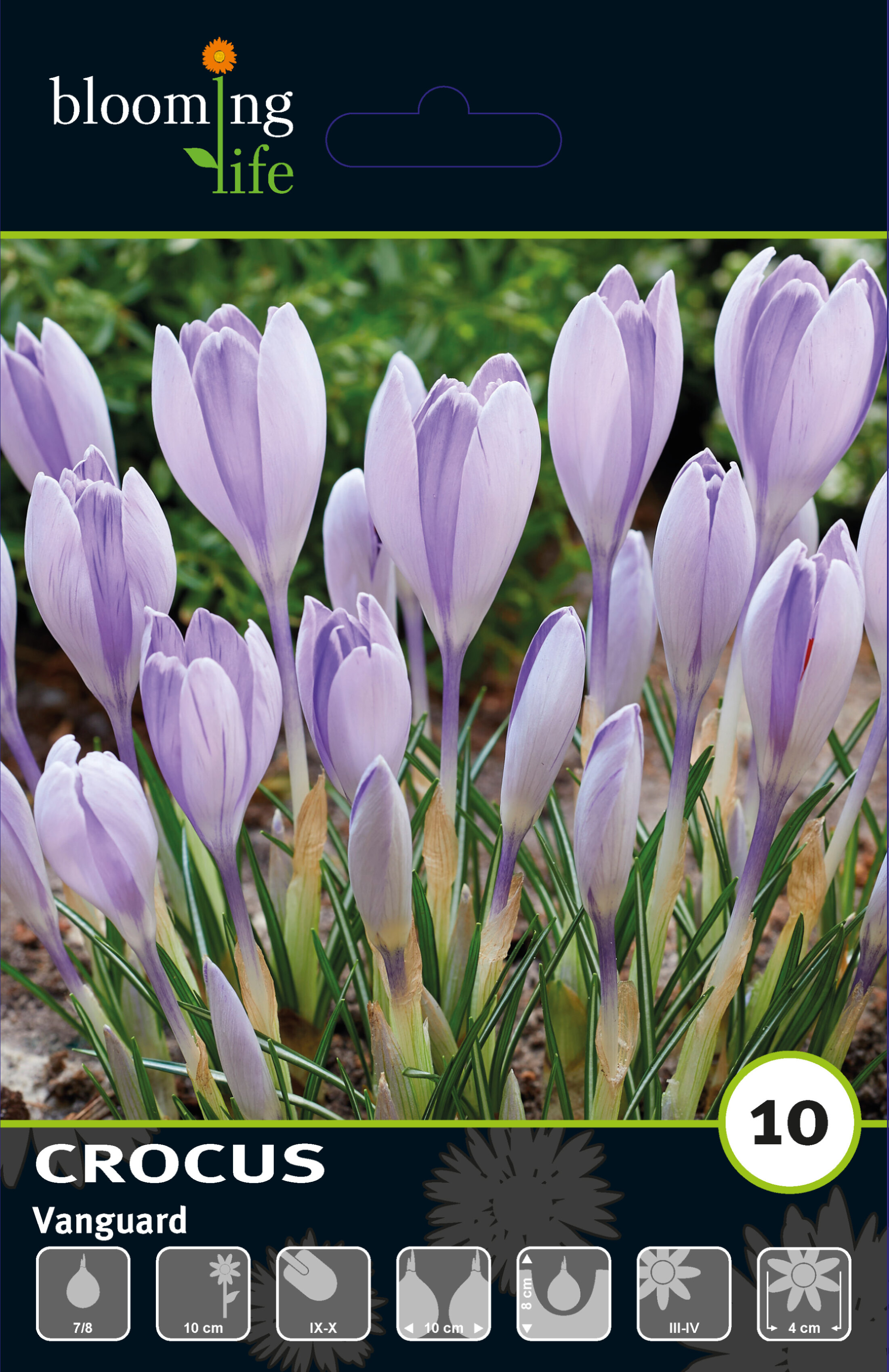 Крокус крупноцветковый Вангуард
