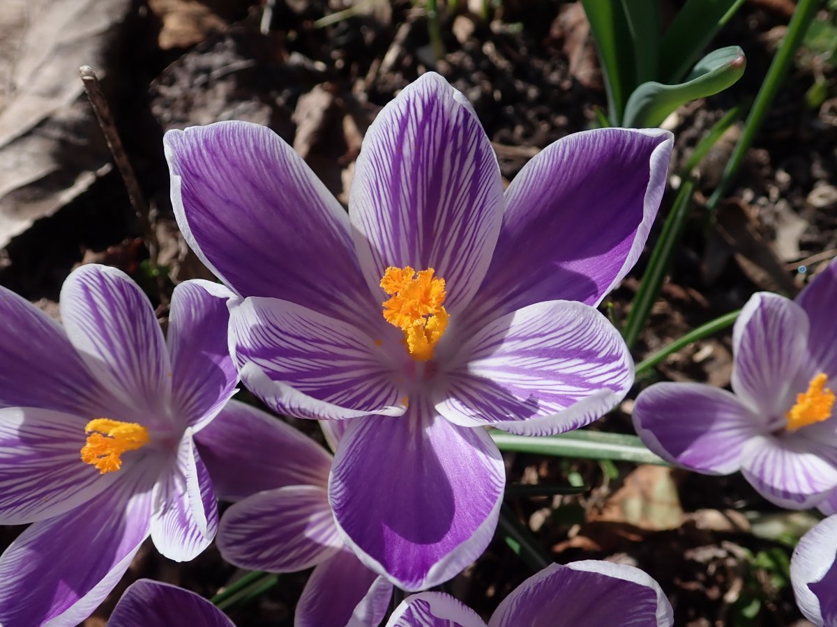 Крокус крупноцветковый Кинг Оф Страйпд - фото 10