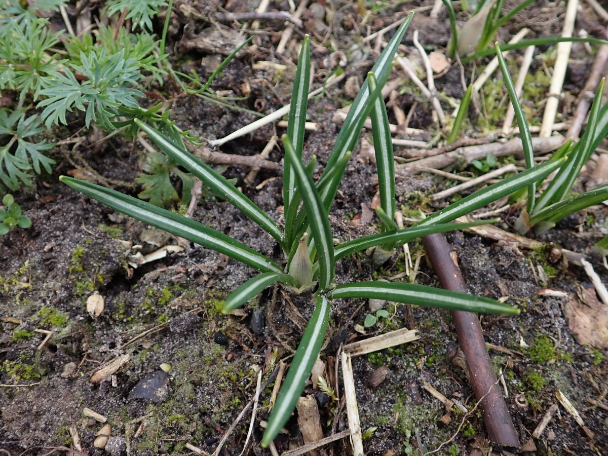 Крокус крупноцветковый Кинг Оф Страйпд - фото 5