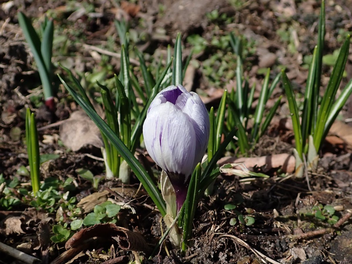 Крокус крупноцветковый Кинг Оф Страйпд - фото 2