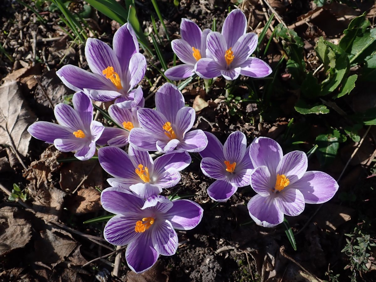 Крокус крупноцветковый Кинг Оф Страйпд - фото 9