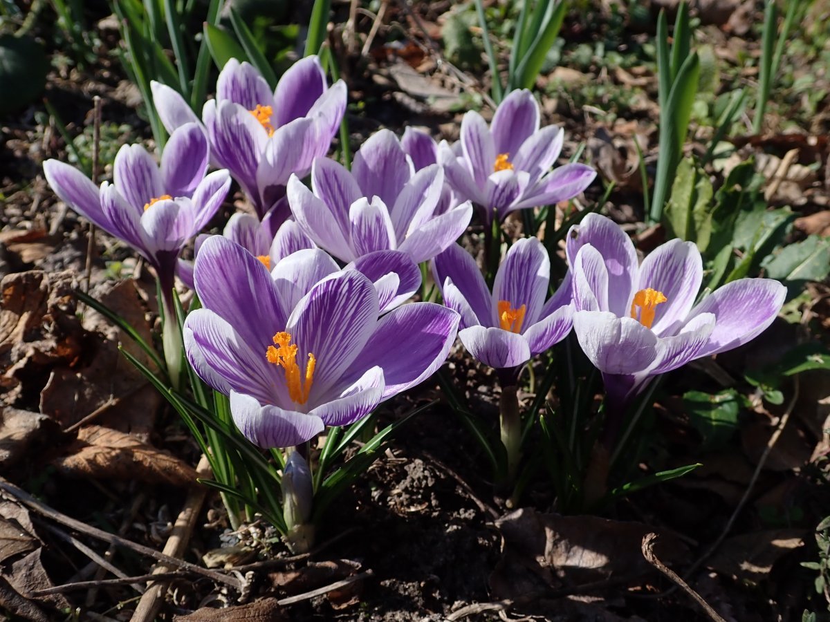 Крокус крупноцветковый Кинг Оф Страйпд - фото 11